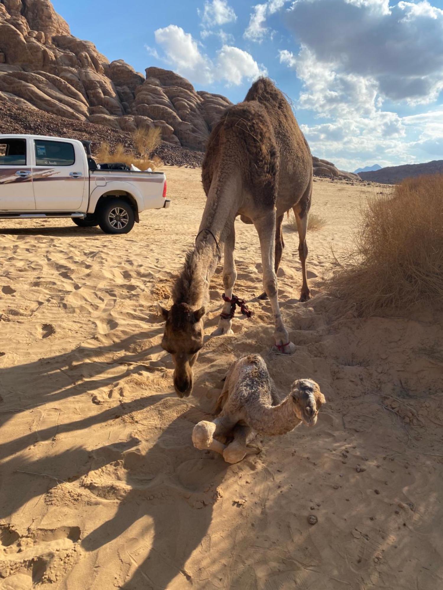Wadi Rum Albasli Buitenkant foto
