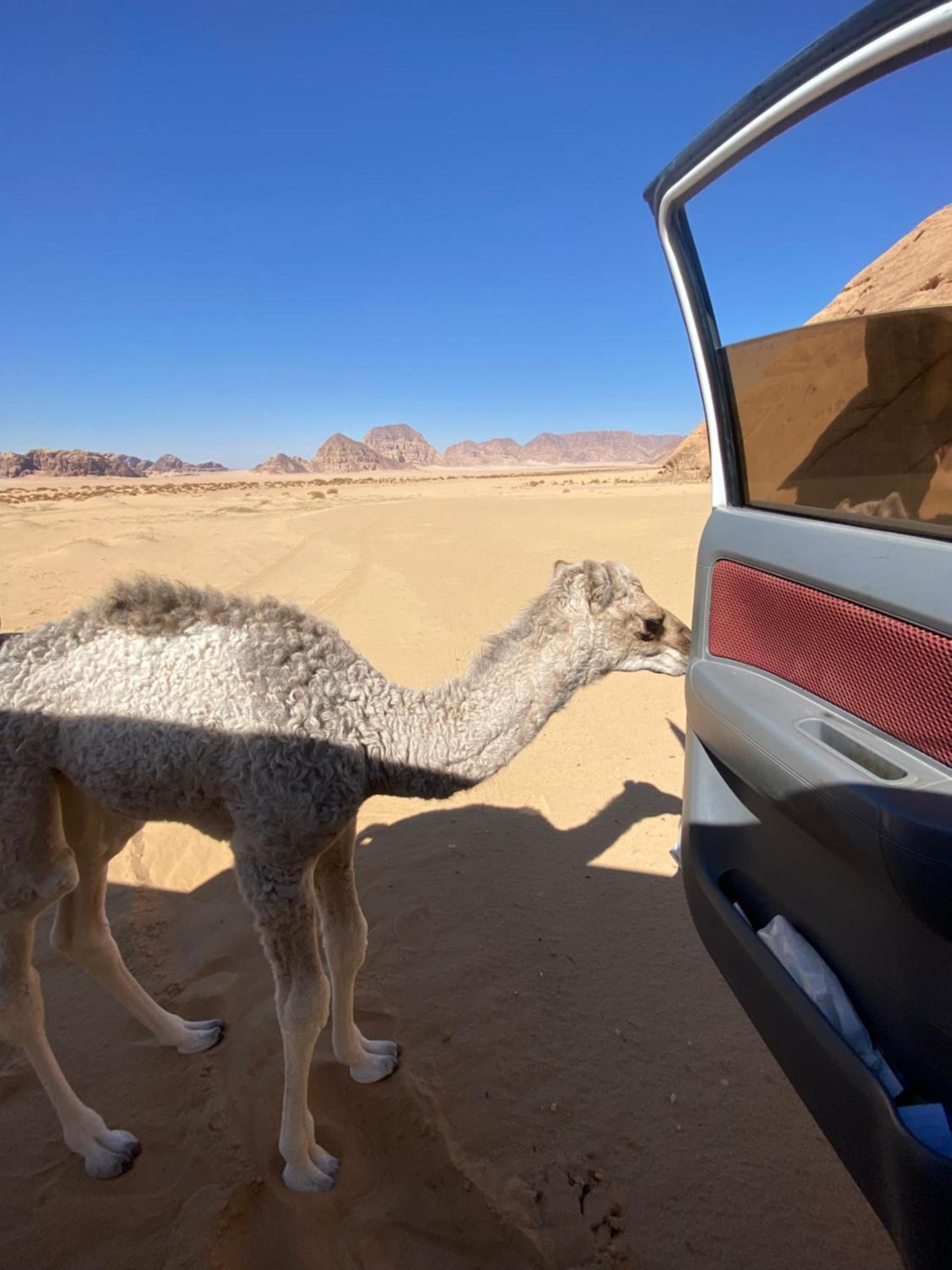 Wadi Rum Albasli Buitenkant foto