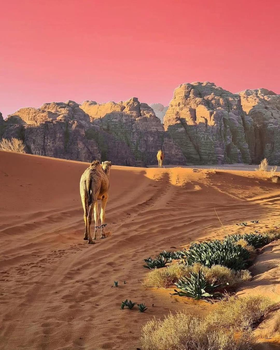 Wadi Rum Albasli Buitenkant foto